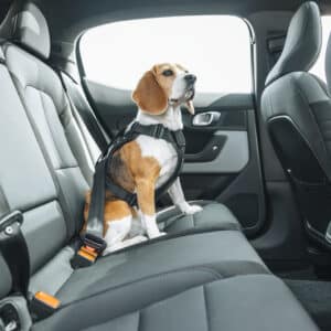 Thule Cappy Dog Car Harness